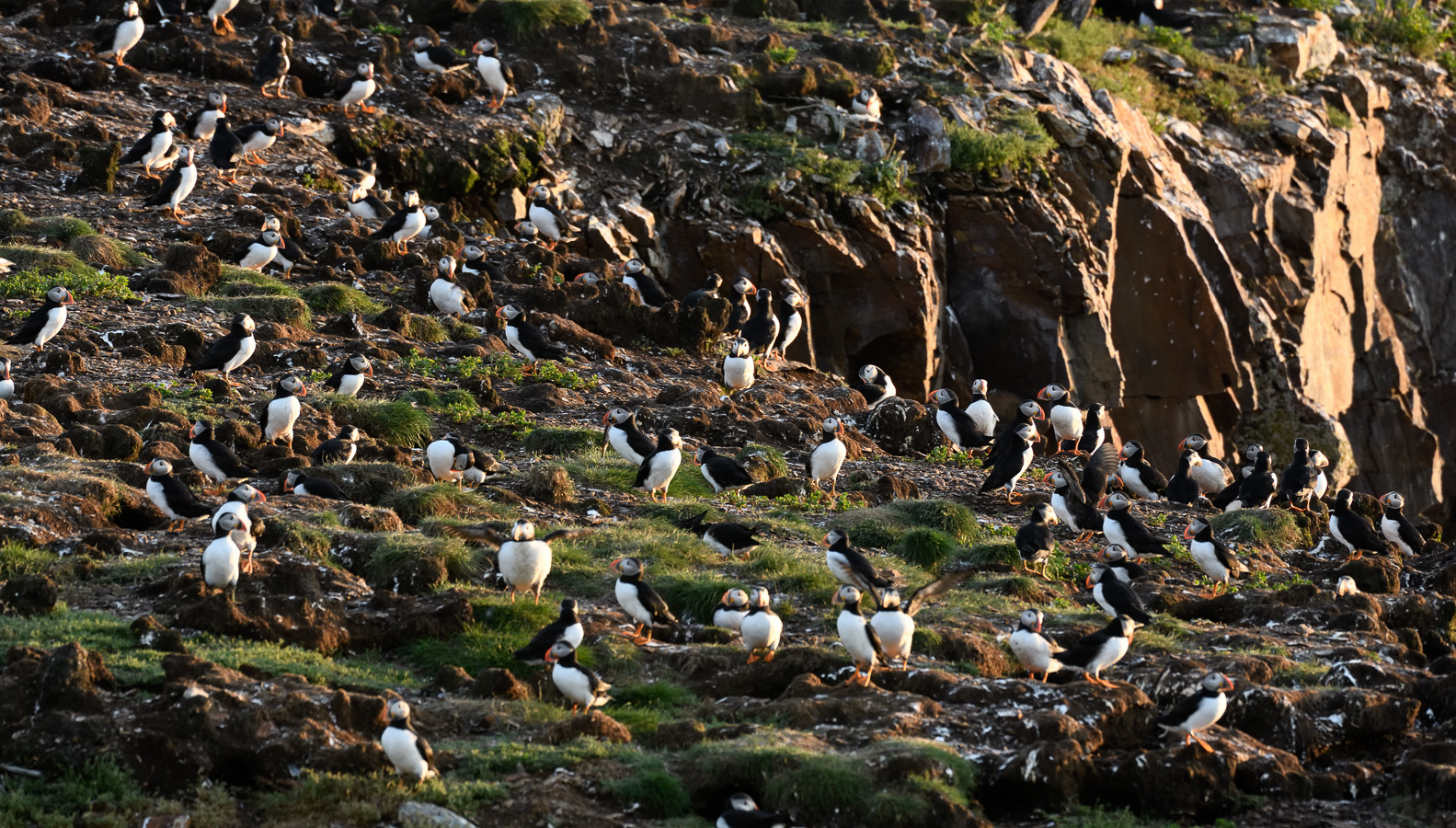 Fratercula arctica [400 mm, 1/250 sec at f / 8.0, ISO 1000]